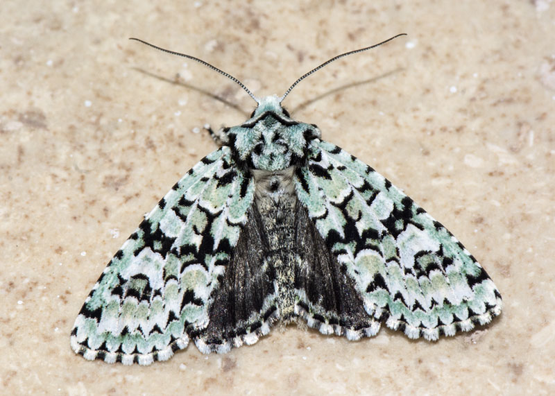 Griposia aprilina - Noctuidae